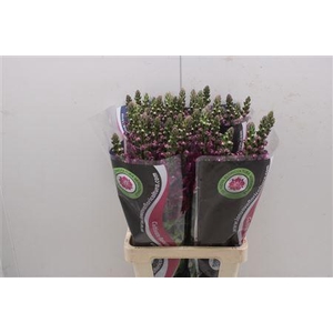 Antirrhinum Potomac Red