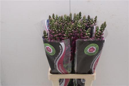 <h4>Antirrhinum Potomac Red</h4>