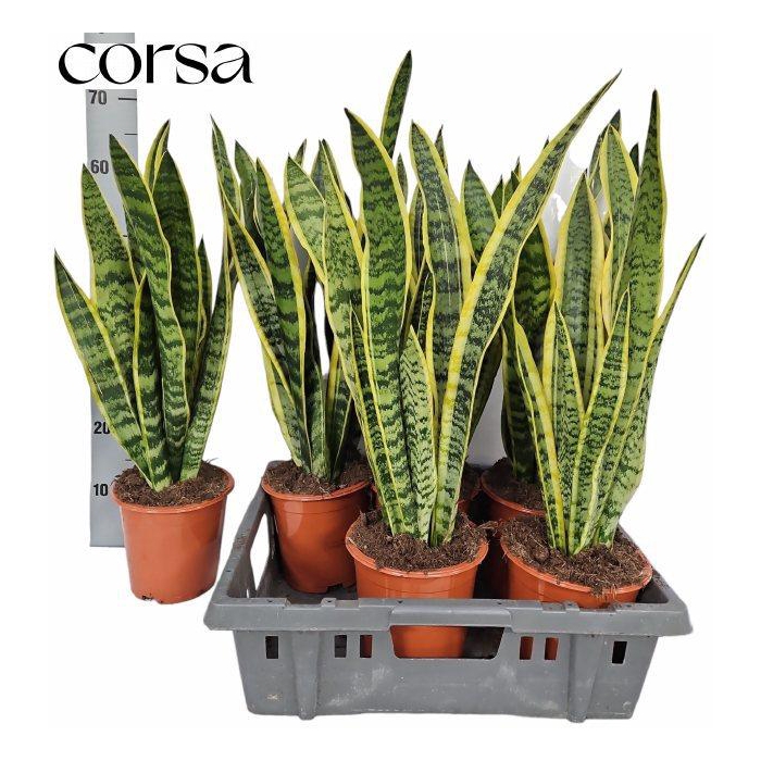 <h4>SANSEV LAURENTII</h4>