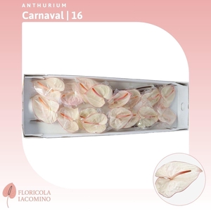 Anthurium Carnaval