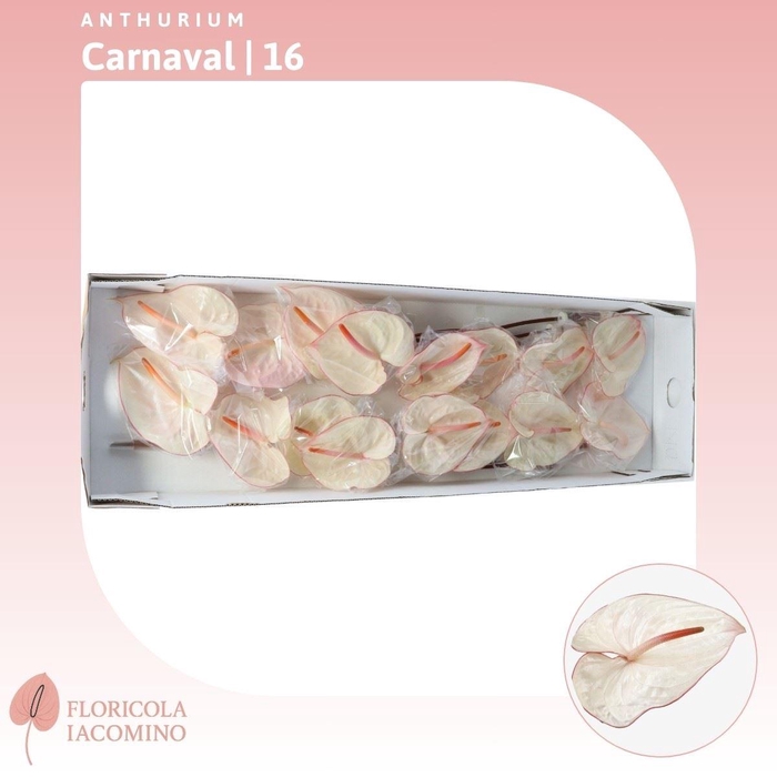 <h4>Anthurium Carnaval</h4>