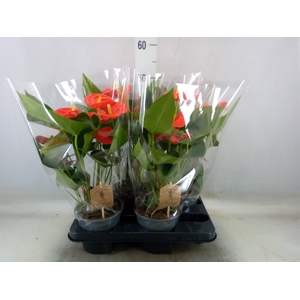 Anthurium andr. 'Sierra Orange'