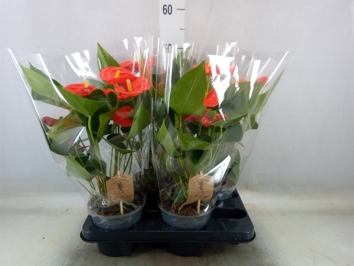 <h4>Anthurium andr. 'Sierra Orange'</h4>