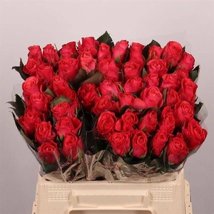 Rosa large pink tacazzi+