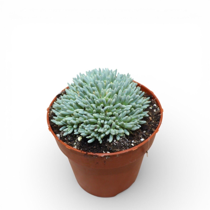 <h4>Delosperma Sphalmantoides</h4>