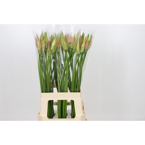 Nerine Vesta K