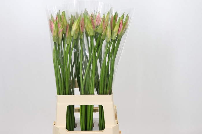 <h4>Nerine Vesta K</h4>