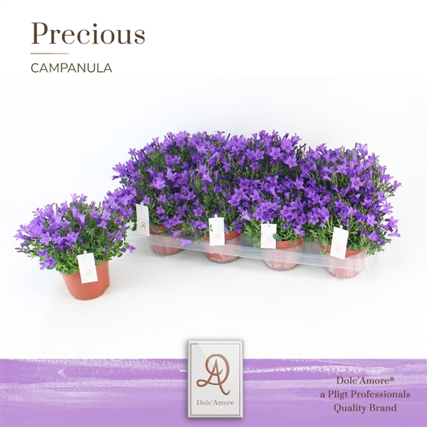 <h4>Campanula P12 Dolc'Amore® Steeketiket</h4>