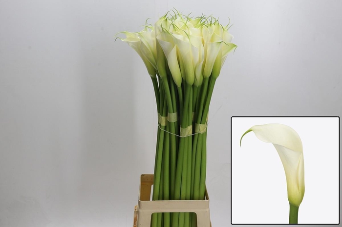 <h4>ZANT AE EYD WHITE</h4>