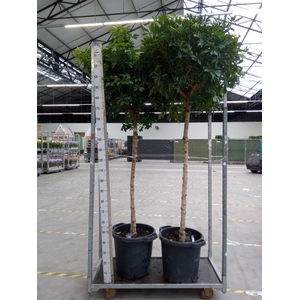 Schefflera arbor. 'Gold Capella'