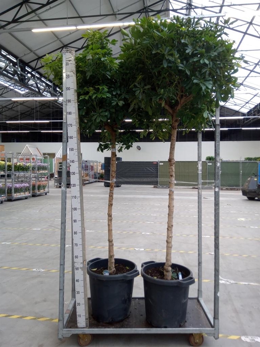 <h4>Schefflera arbor. 'Gold Capella'</h4>