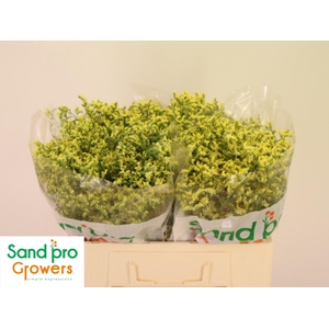 LIM SIN CHINA SUMMER