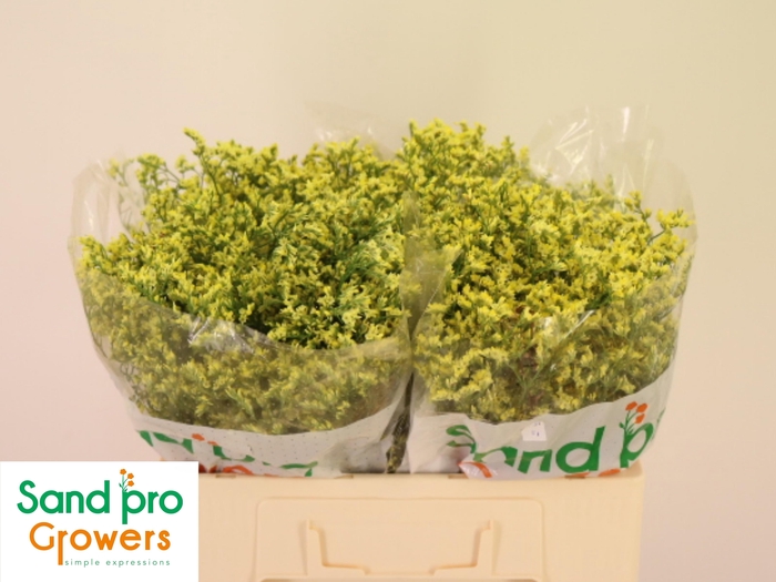 <h4>LIM SIN CHINA SUMMER</h4>