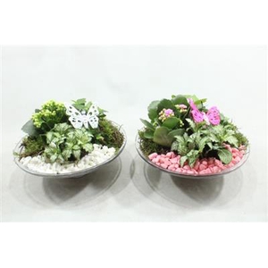 5101 GLAS 25 ROZE/WIT