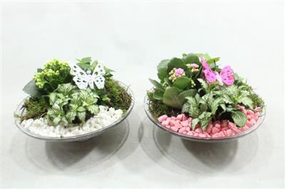 <h4>5101 Glas 25 Roze/wit</h4>