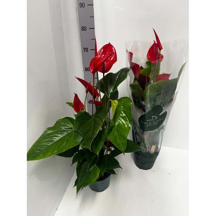 <h4>Anthurium Melodia Ibis 17Ø 65cm 8fl</h4>