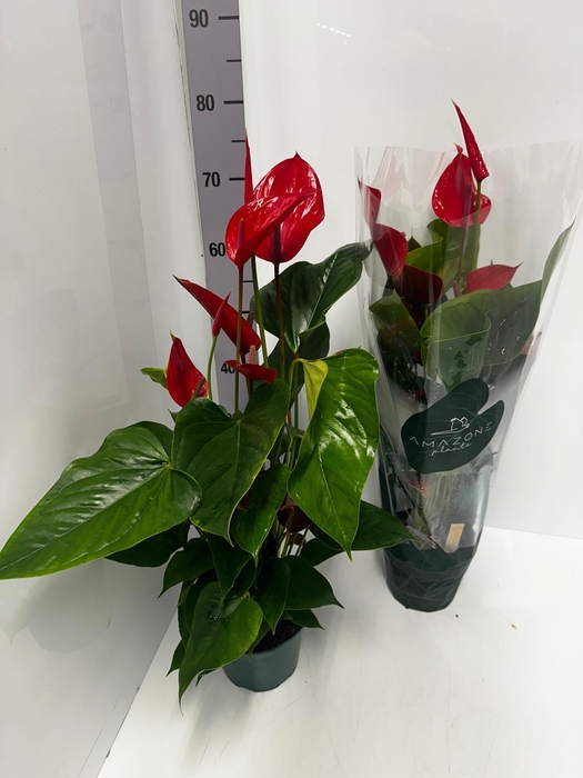 Anthurium Melodia Ibis 17Ø 65cm 8fl