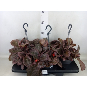 Episcia   ...