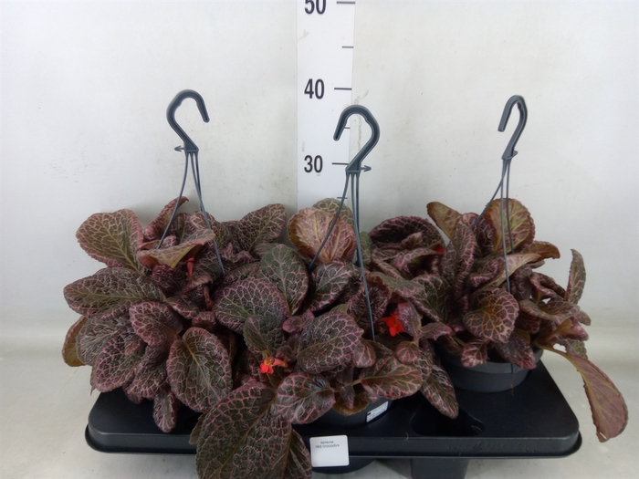 <h4>Episcia   ...</h4>