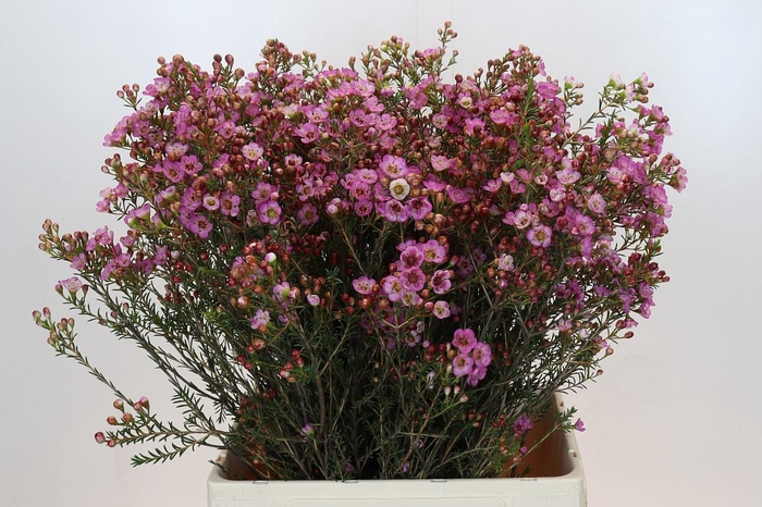 <h4>Chamelaucium Adi</h4>