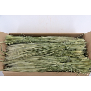 DF Hordeum (Gerst) Bs 280g