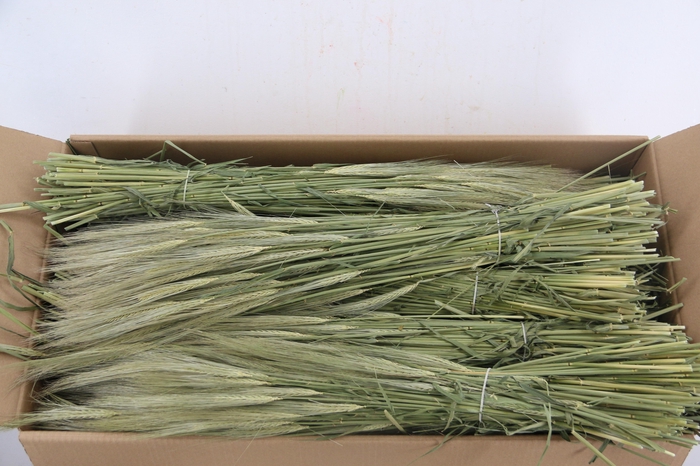 <h4>DF Hordeum (Gerst) Bs 280g</h4>