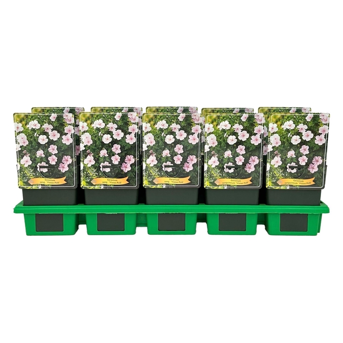 <h4>Geranium sanguineum</h4>