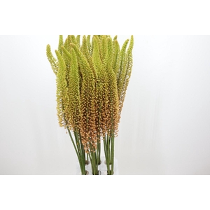 Eremurus Emmy Ro