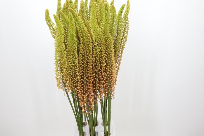 <h4>Eremurus Emmy Ro</h4>