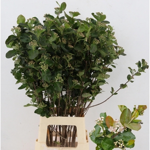 ARONIA MELANOCAR BLD