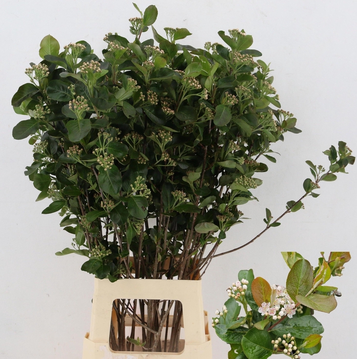 <h4>ARONIA MELANOCAR BLD</h4>