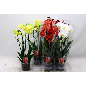 PHAL EL CASCADE