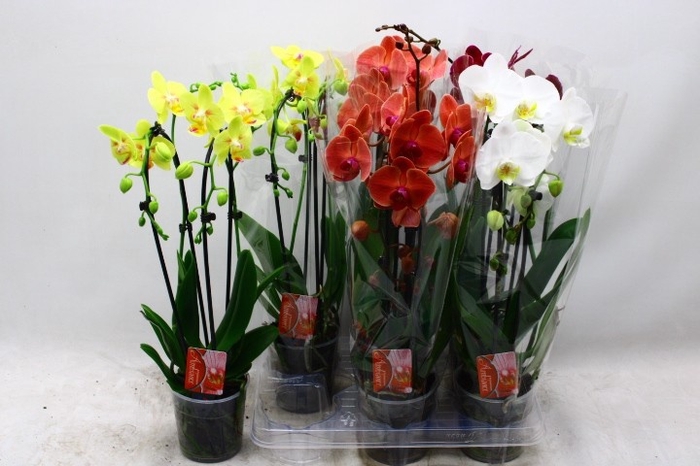 <h4>PHAL EL CASCADE</h4>