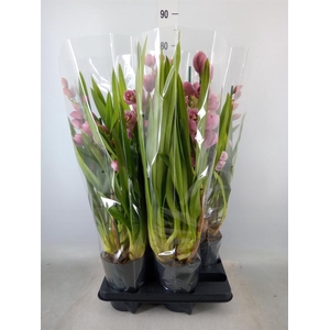 Cymbidium   ...