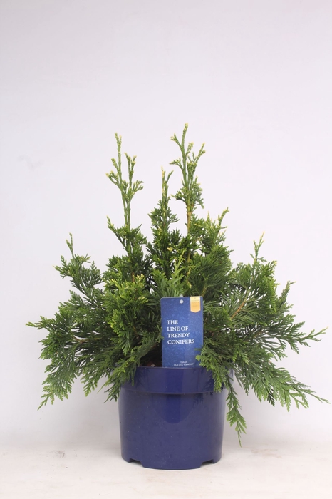 <h4>Thuja Can-Can</h4>