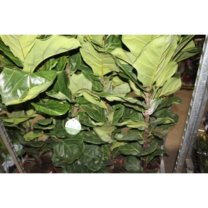 FICUS LYRATA P24