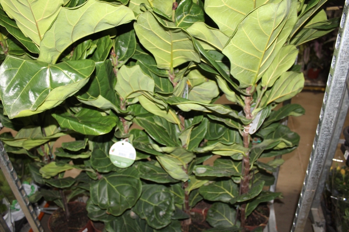 <h4>FICUS LYRATA P24</h4>