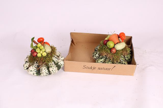 <h4>CUCURBITA</h4>