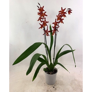ORCHIDEEEN OVERIG