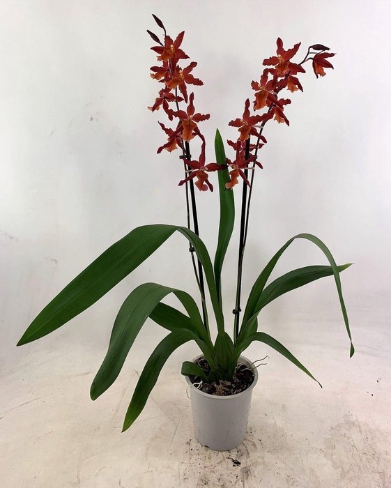 <h4>ORCHIDEEEN OVERIG</h4>