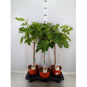 Ficus carica