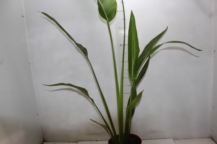 <h4>RAVENALA P17</h4>