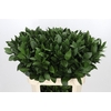 Ruscus aculeatus   ...groot blad