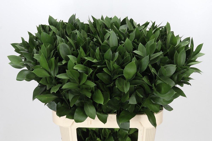 Ruscus aculeatus   ...groot blad