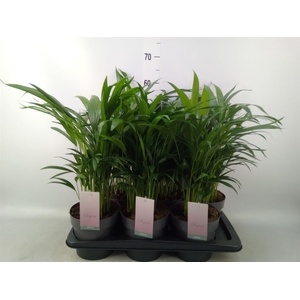 Dypsis lutescens   ...Chrysalidoca