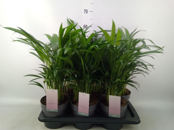 <h4>Dypsis lutescens   ...Chrysalidoca</h4>