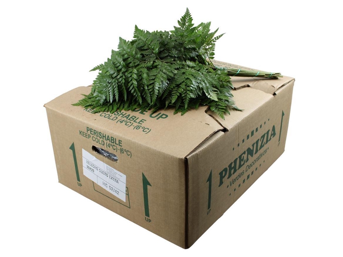 <h4>Lederv. Medium Spanje X15</h4>