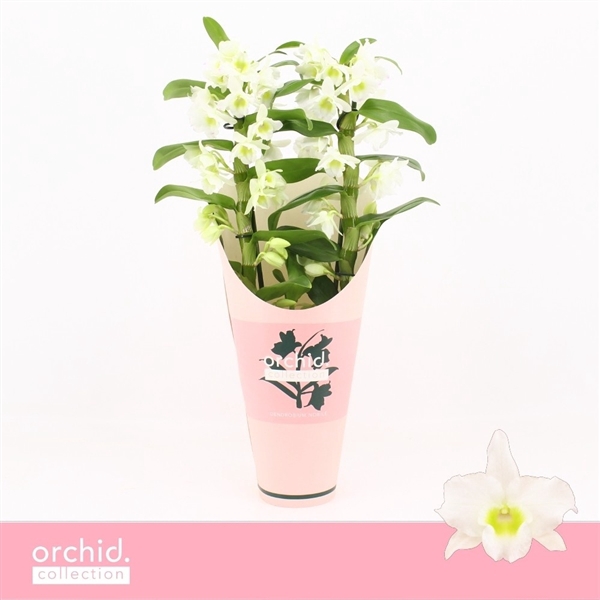<h4>Dendrobium Nobilé, Apollon 2-spike 'Orchid Collection' Potcover</h4>