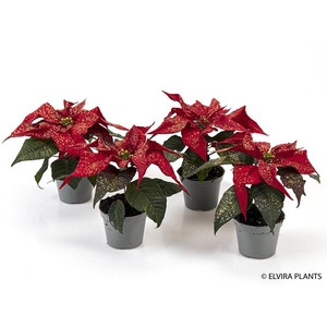 EUPHORBIA PULCHERRIMA  MINI p6 rood goud