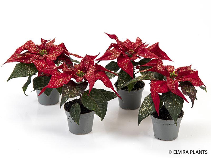 <h4>EUPHORBIA PULCHERRIMA  MINI p6 rood goud</h4>